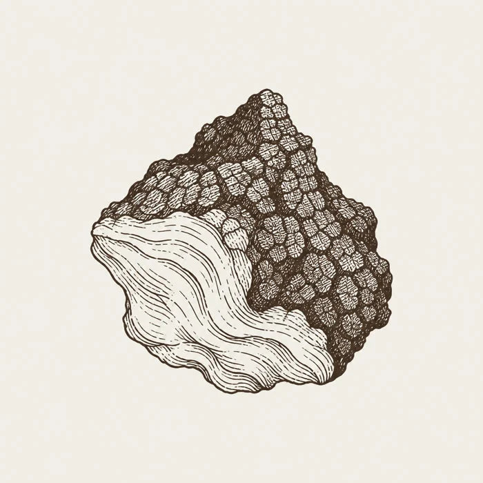 Chaga illustration