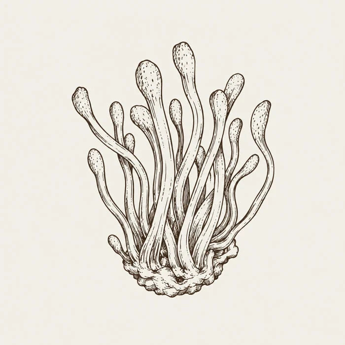 Cordyceps illustration